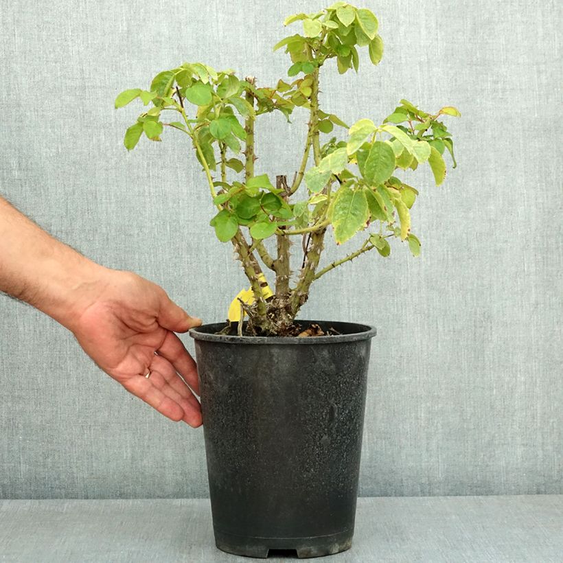 Spécimen de Rosier grimpant Fregate Pot de 4L/5L tel que livré en été