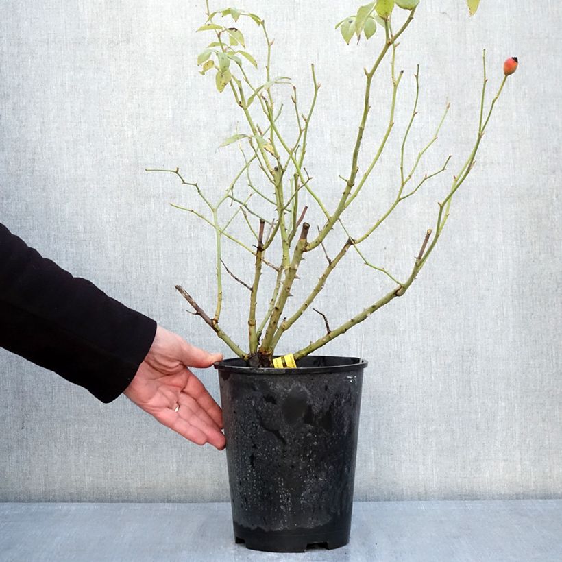 Spécimen de Rosier grimpant Fregate Pot de 4L/5L tel que livré en hiver