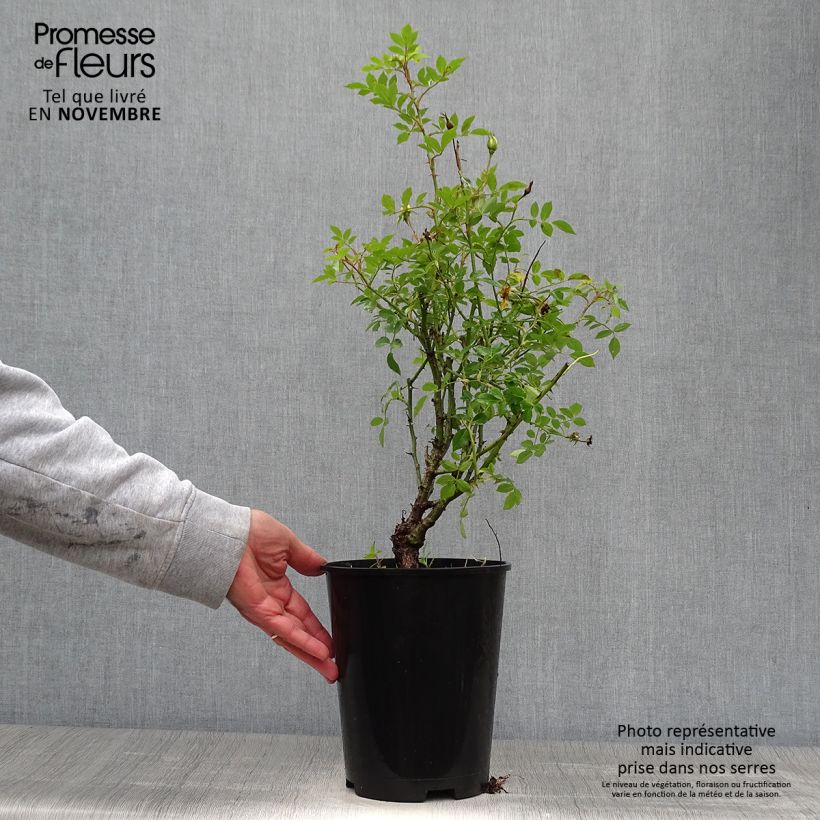 Spécimen de Rosier grimpant Golden Age Pot de 4L/5L tel que livré en automne