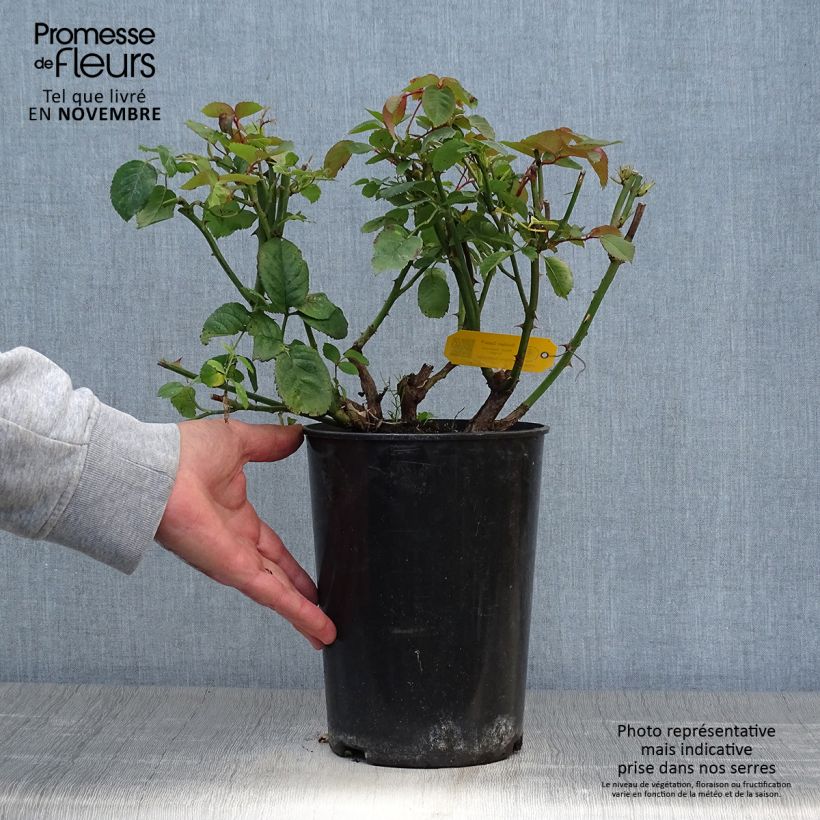 Spécimen de Rosier grimpant Golden Gate Pot de 4L/5L tel que livré en automne