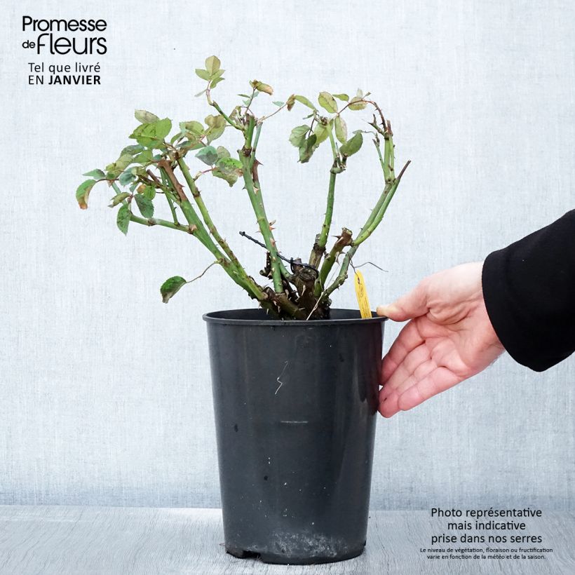 Spécimen de Rosier grimpant Golden Gate Pot de 4L/5L tel que livré en hiver