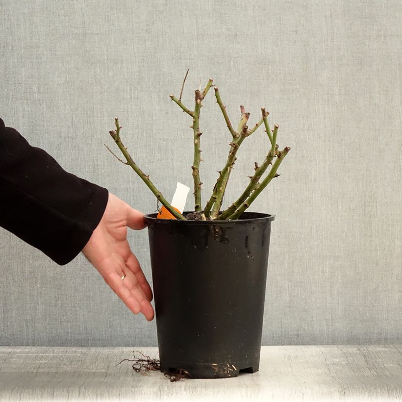 Spécimen de Rosier grimpant Golden Pareo Meipiyou Pot de 4L/5L tel que livré en hiver