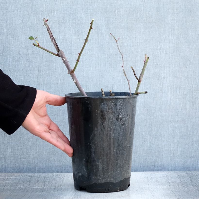 Spécimen de Rosier grimpant Guinée Pot de 4L/5L tel que livré en hiver