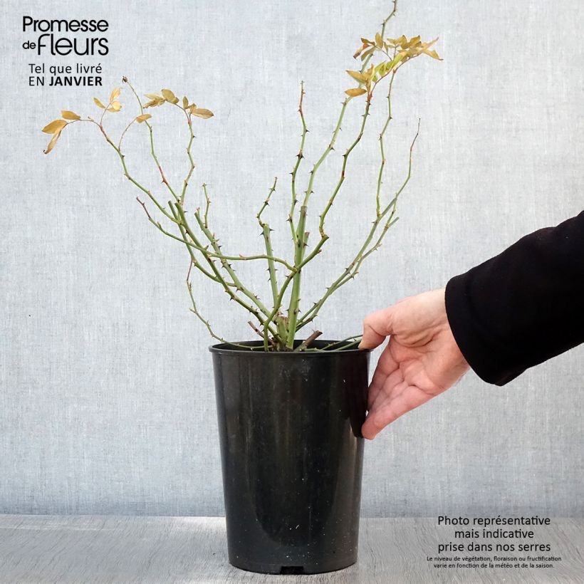 Spécimen de Rosier grimpant Guirlande d'Amour Pot de 4L/5L tel que livré en hiver