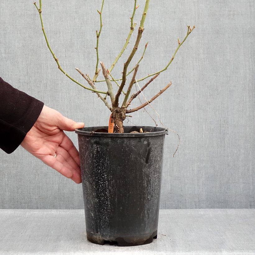 Spécimen de Rosier grimpant Happiness Pot de 4L/5L tel que livré en hiver