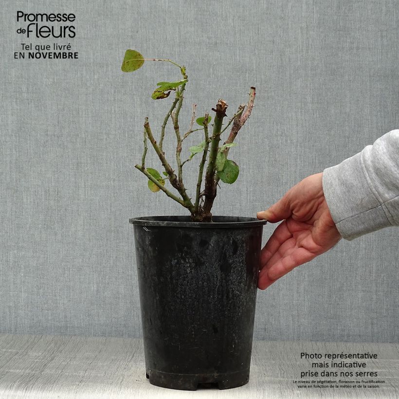 Spécimen de Rosier grimpant Jasmina Pot de 4L/5L tel que livré en automne