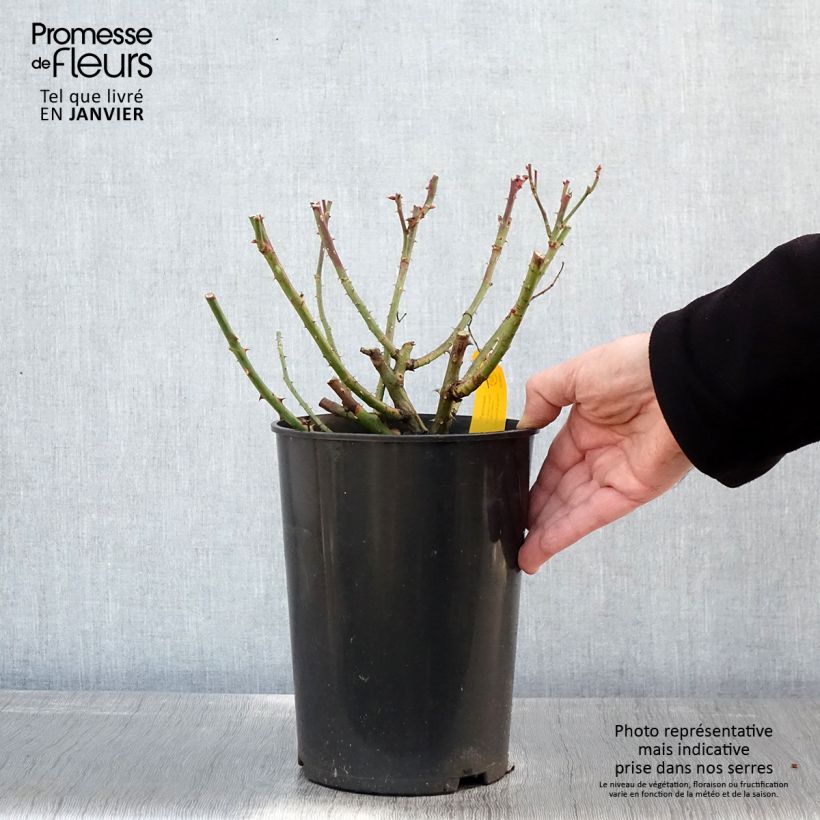Spécimen de Rosier grimpant Jasmina Pot de 4L/5L tel que livré en hiver