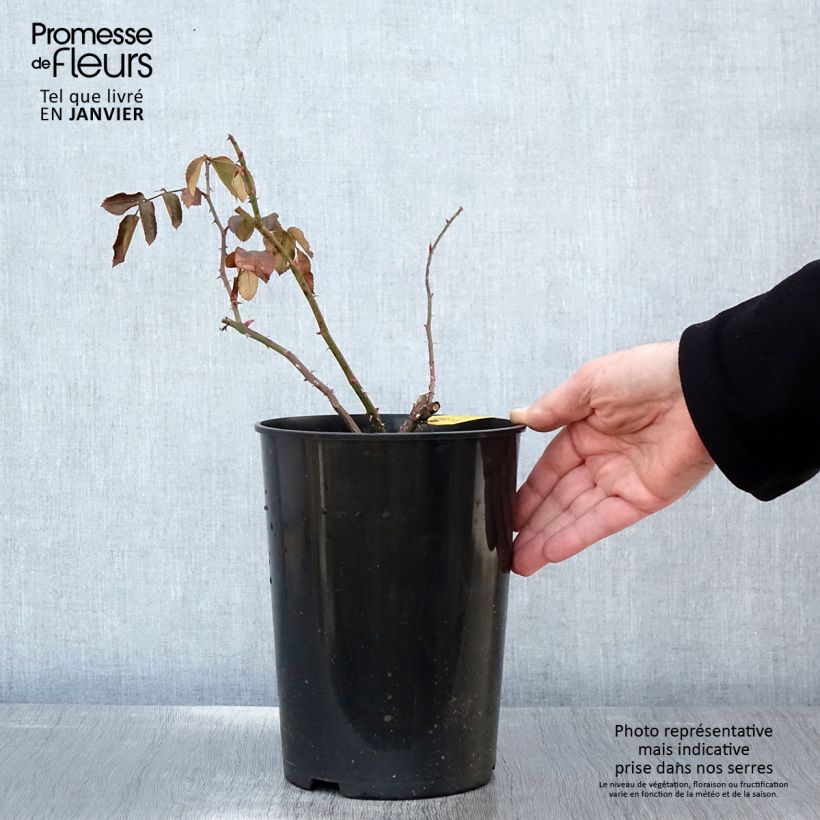 Spécimen de Rosier grimpant Laguna Pot de 4L/5L tel que livré en hiver