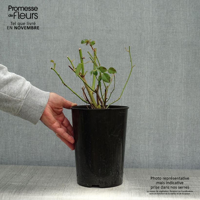 Spécimen de Rosier grimpant Madame Alfred Carrière Pot de 4L/5L tel que livré en automne
