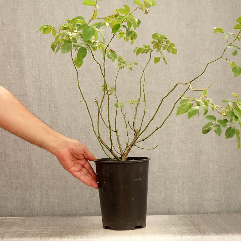 Spécimen de Rosier grimpant May Queen Pot de 4L/5L tel que livré en été