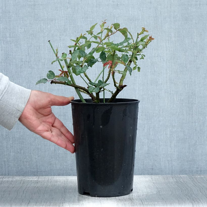 Spécimen de Rosier grimpant Mme Gregoire Staechelin Pot de 4L/5L tel que livré en automne