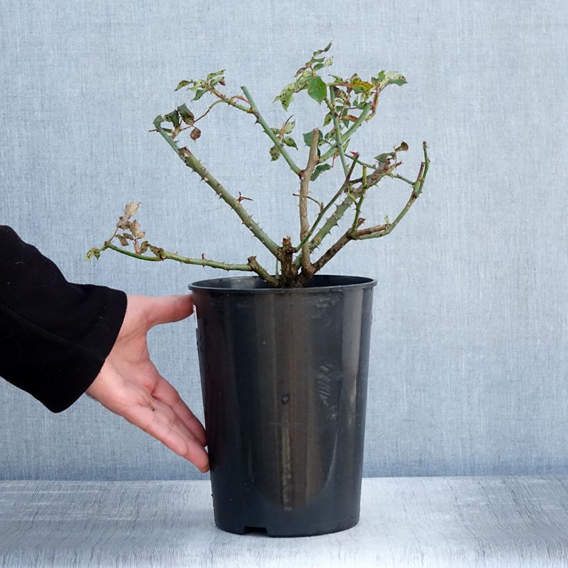 Spécimen de Rosier grimpant Mme Gregoire Staechelin Pot de 4L/5L tel que livré en hiver