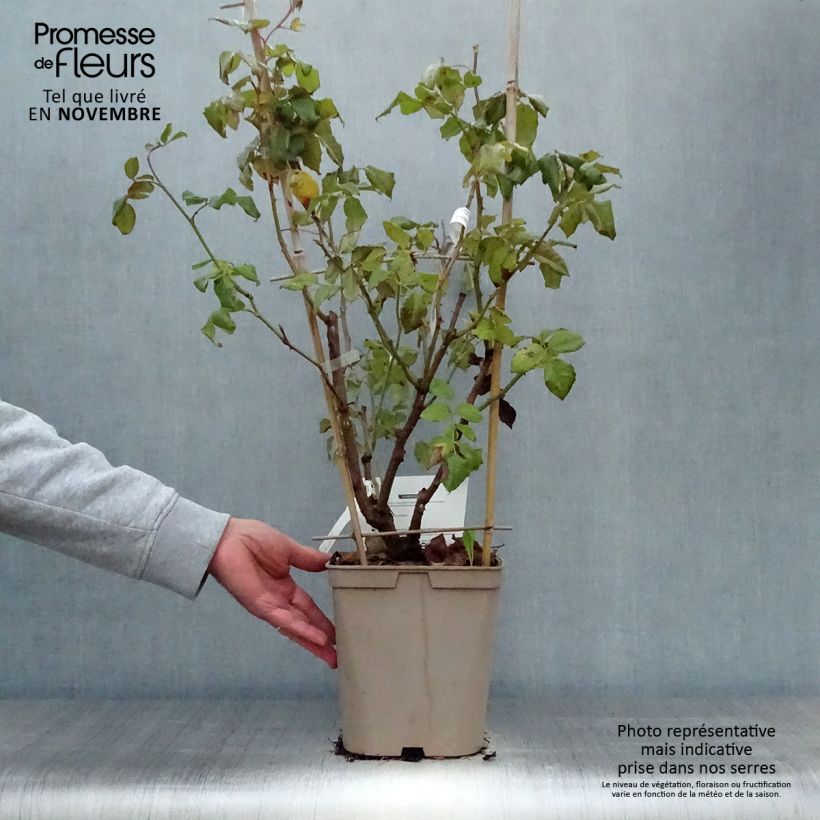 Spécimen de Rosier grimpant Nahéma Pot de 3L/4L tel que livré en automne