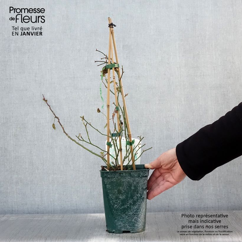 Spécimen de Rosier grimpant Starlet Rose Natalie Pot de 3L/4L tel que livré en hiver