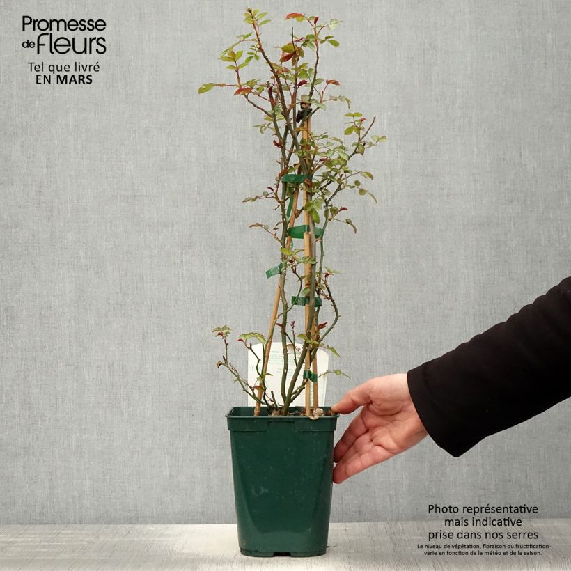 Spécimen de Rosier grimpant Starlet Rose Natalie Pot de 3L/4L tel que livré au printemps