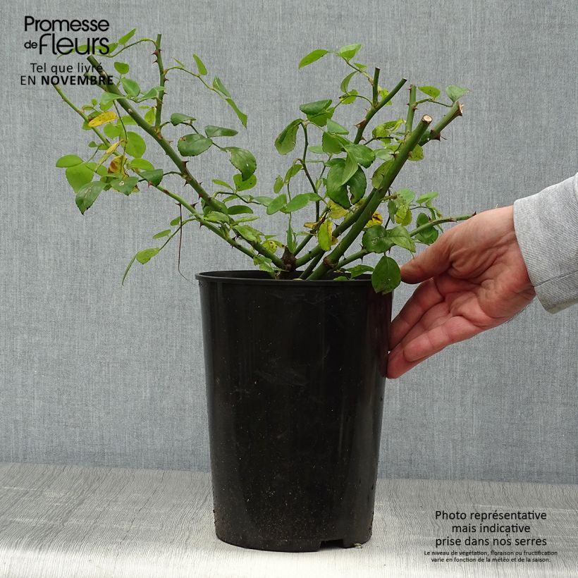 Spécimen de Rosier grimpant New Dawn Pot de 4L/5L tel que livré en automne