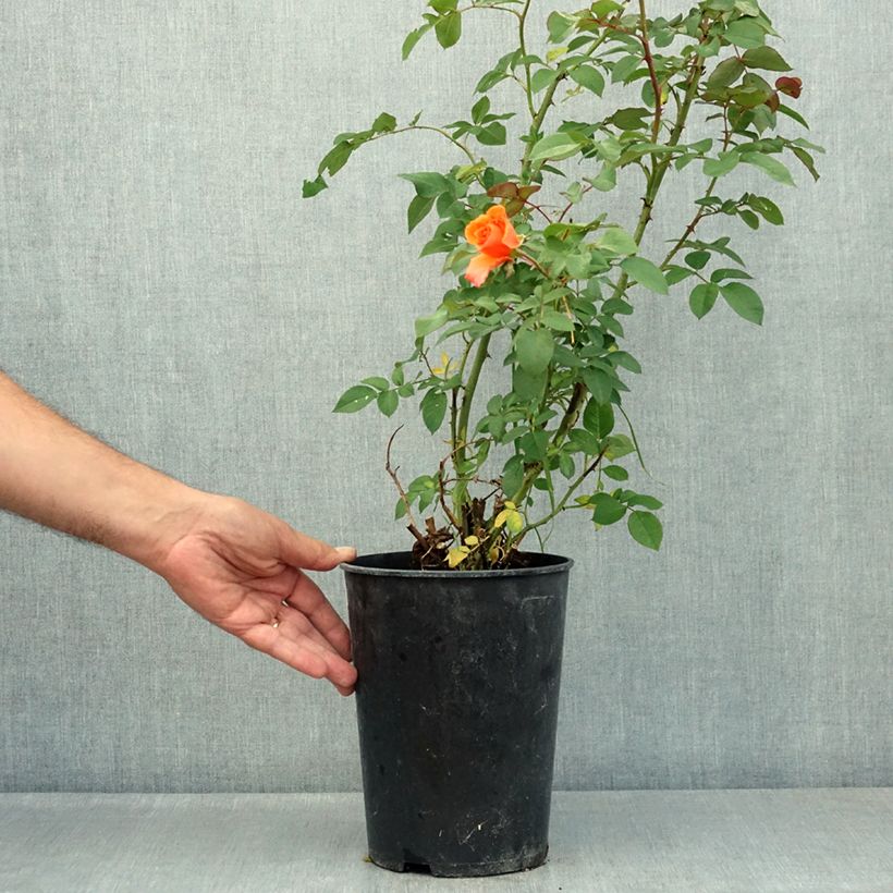 Spécimen de Rosier grimpant Orange Climber Pot de 4L/5L tel que livré en été