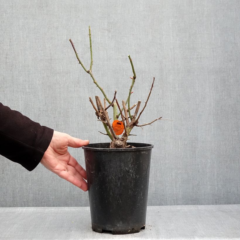 Spécimen de Rosier grimpant Oriental Peace Pot de 4L/5L tel que livré en hiver