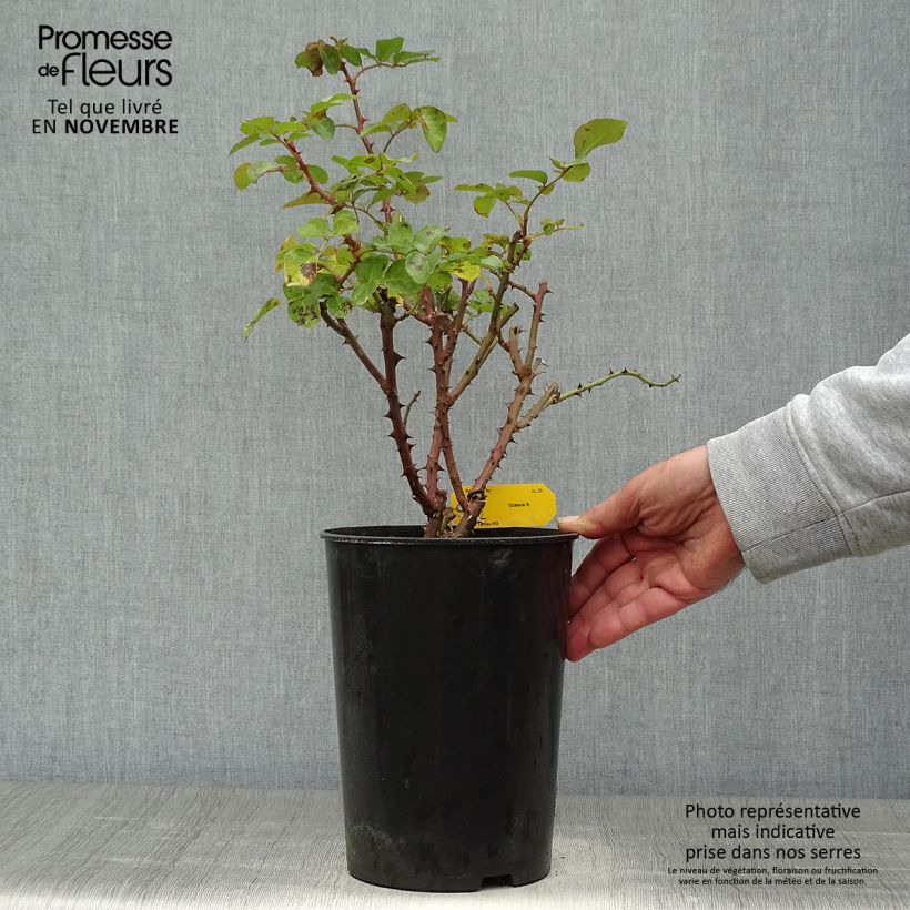 Spécimen de Rosier grimpant Ozeana Pot de 4L/5L tel que livré en automne