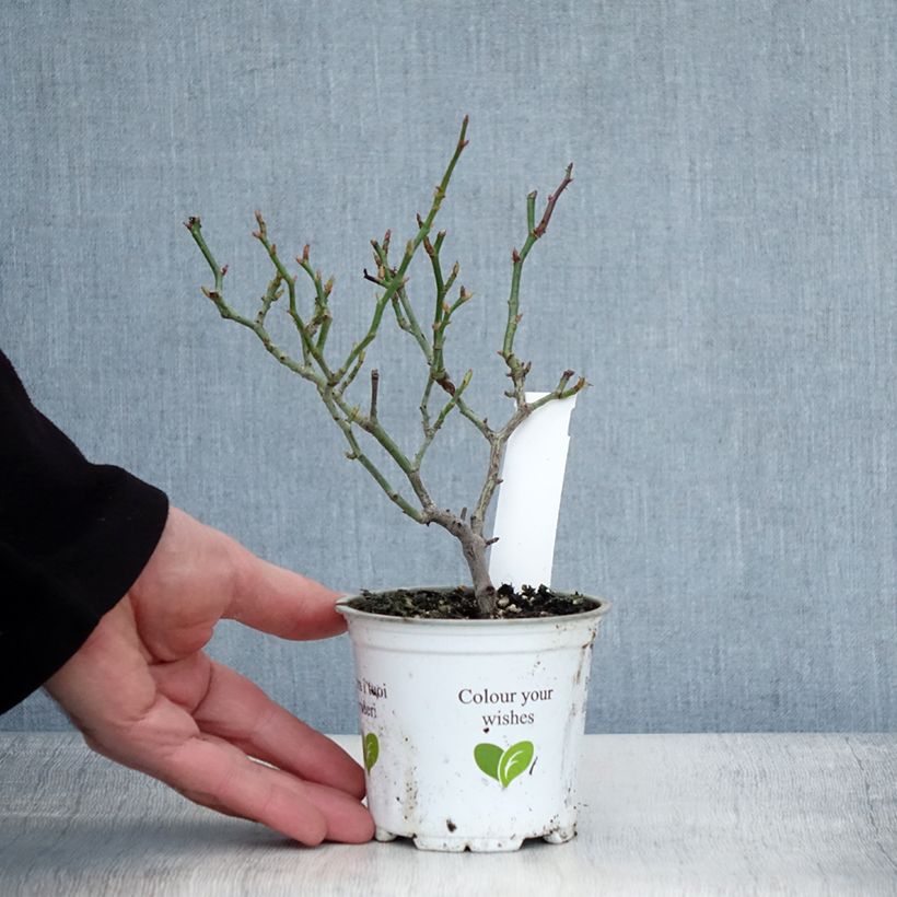 Spécimen de Rosier grimpant Palais Royal  Pot de 10 cm/11cm, Issu de bouture tel que livré en hiver