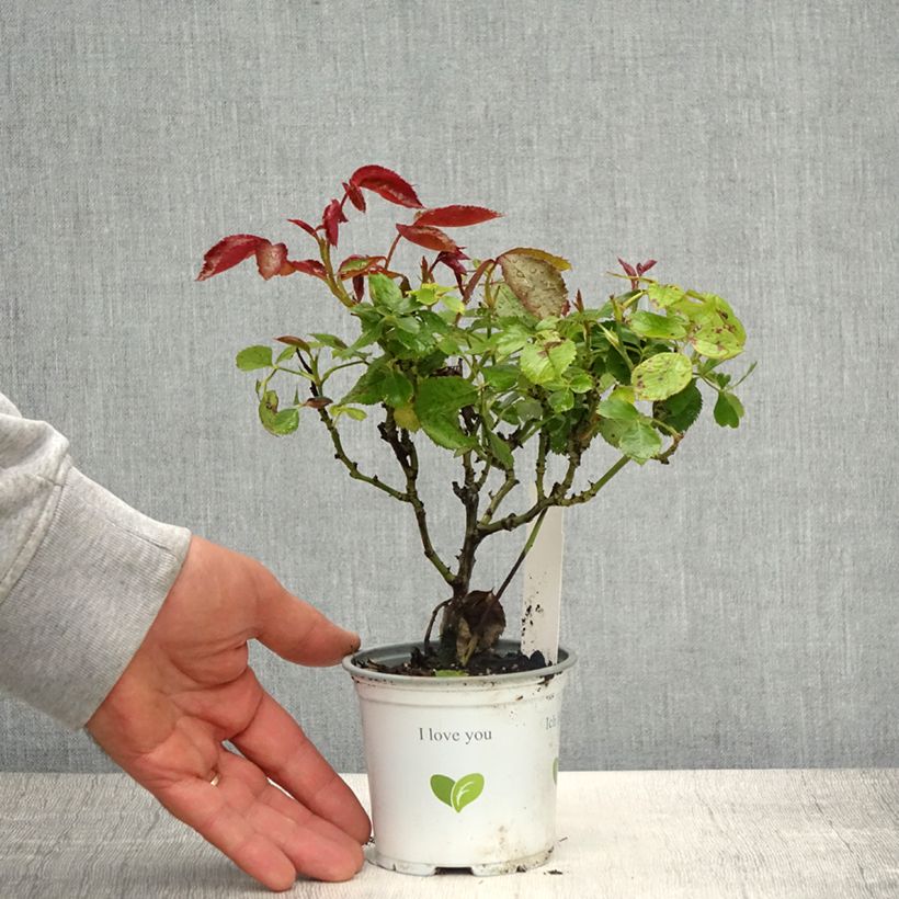 Spécimen de Rosier grimpant Palais Royal  Pot de 10 cm/11cm, Issu de bouture tel que livré au printemps