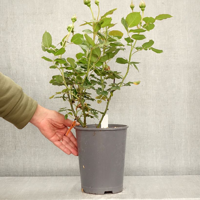 Spécimen de Rosier grimpant Palais Royal  Pot de 4L/5L tel que livré au printemps