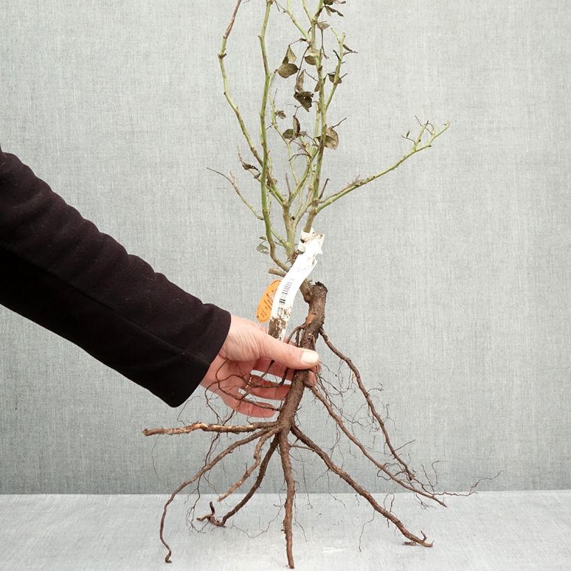 Spécimen de Rosier grimpant Palais Royal  Racines nues tel que livré en hiver