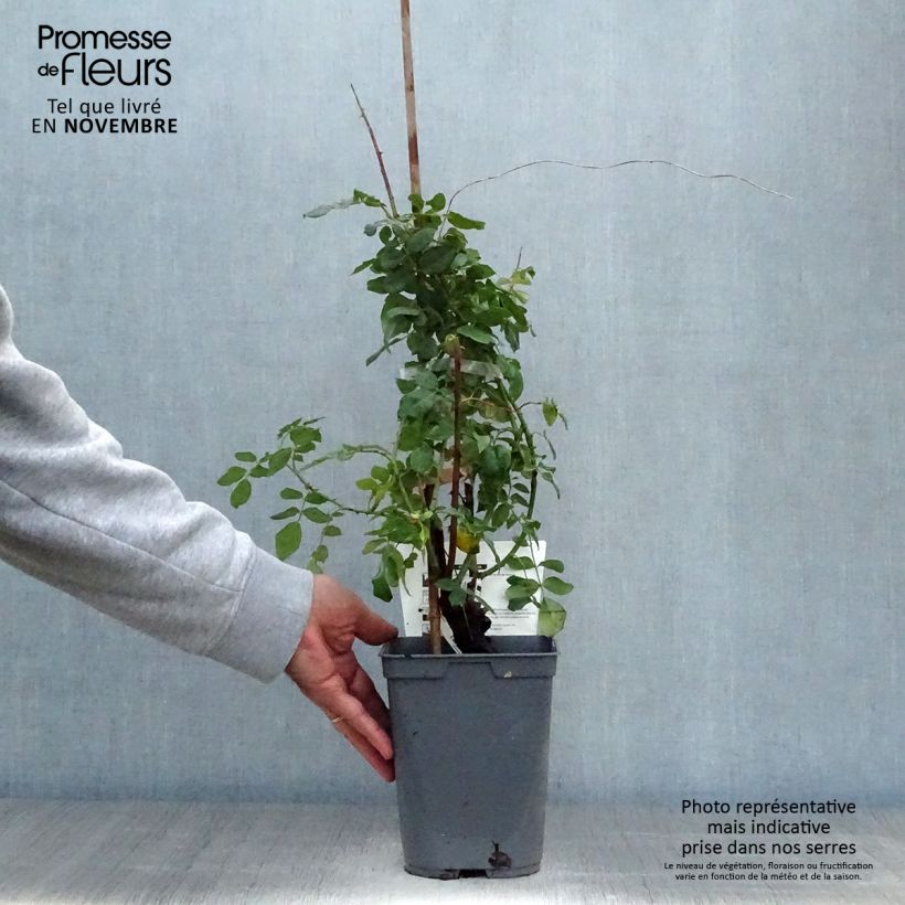 Spécimen de Rosier grimpant Papi Delbard Pot de 3L/4L tel que livré en automne