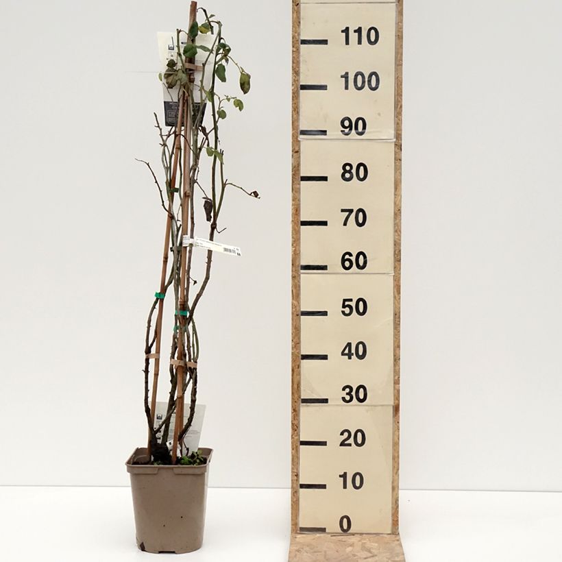 Spécimen de Rosier grimpant Papi Delbard Pot de 3L/4L tel que livré en hiver