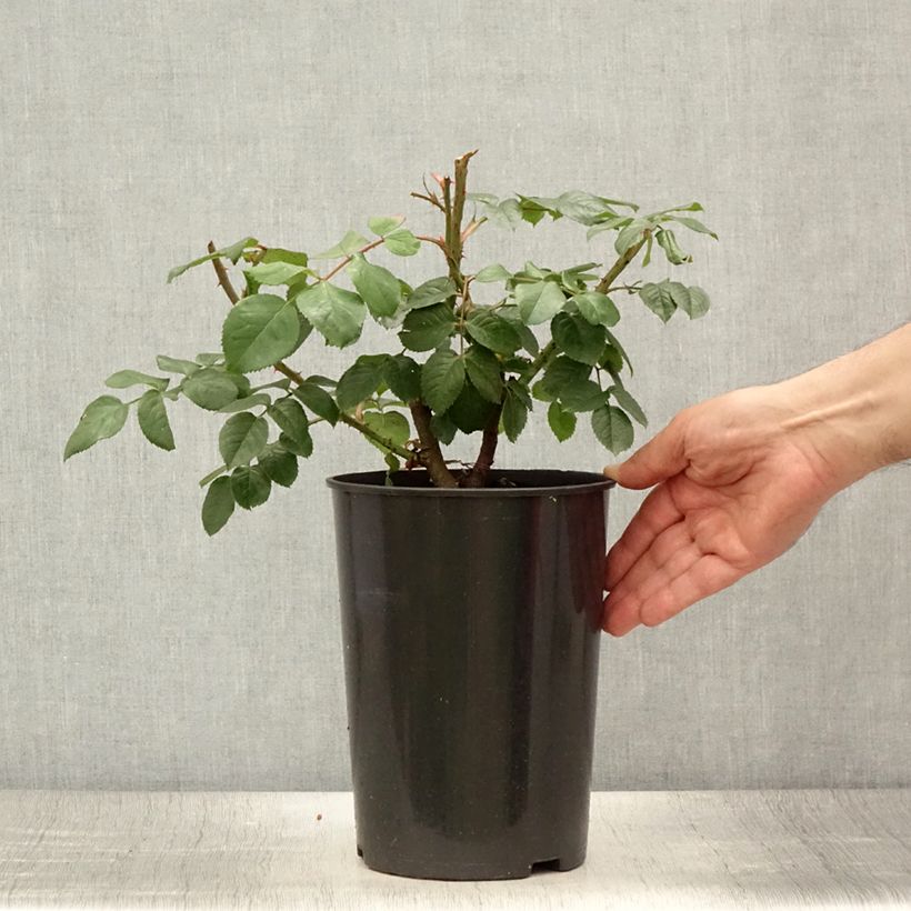 Spécimen de Rosier grimpant Parfuma Kiss me Kate Pot de 4L/5L tel que livré en été