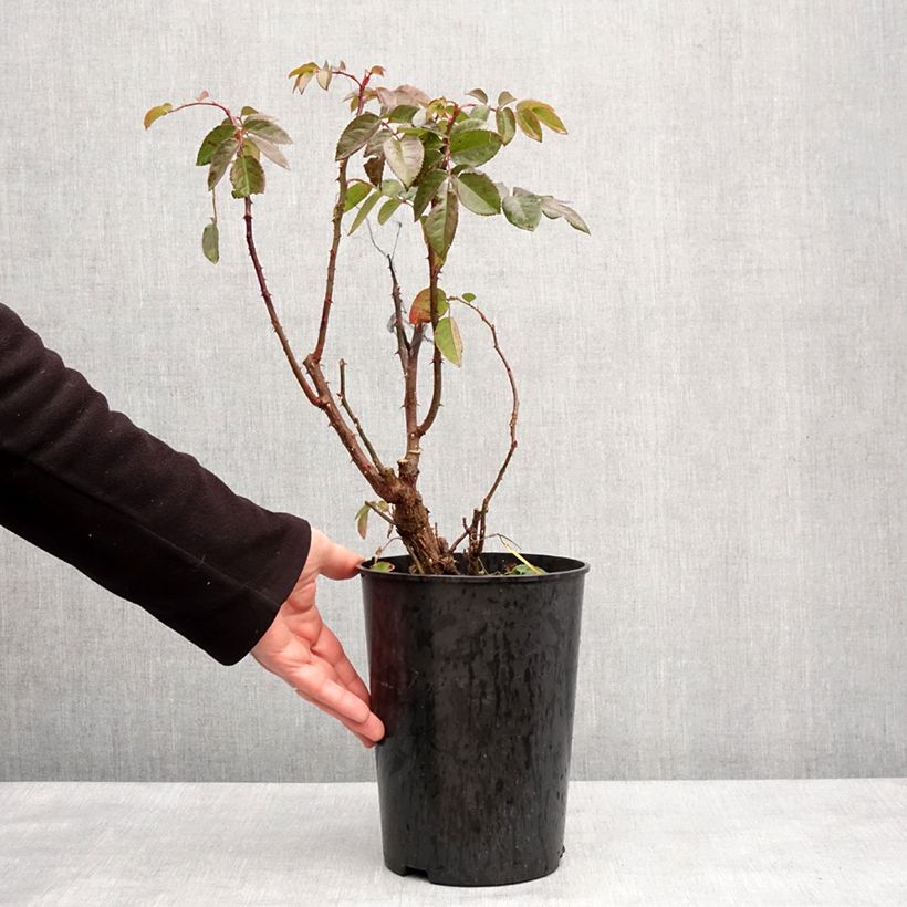 Spécimen de Rosier grimpant Parfuma Kiss me Kate Pot de 4L/5L tel que livré en hiver