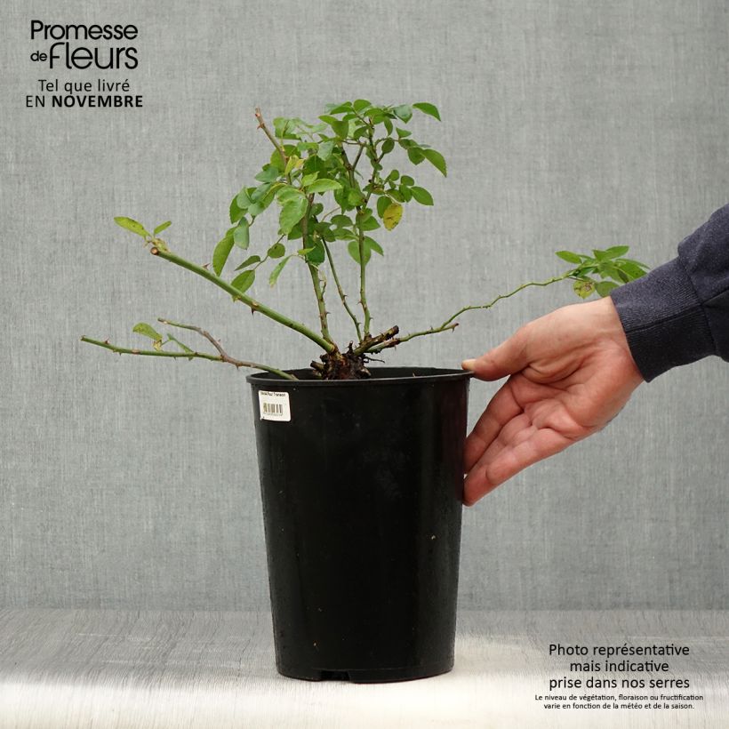 Spécimen de Rosier grimpant Paul Transon Pot de 4L/5L tel que livré en automne