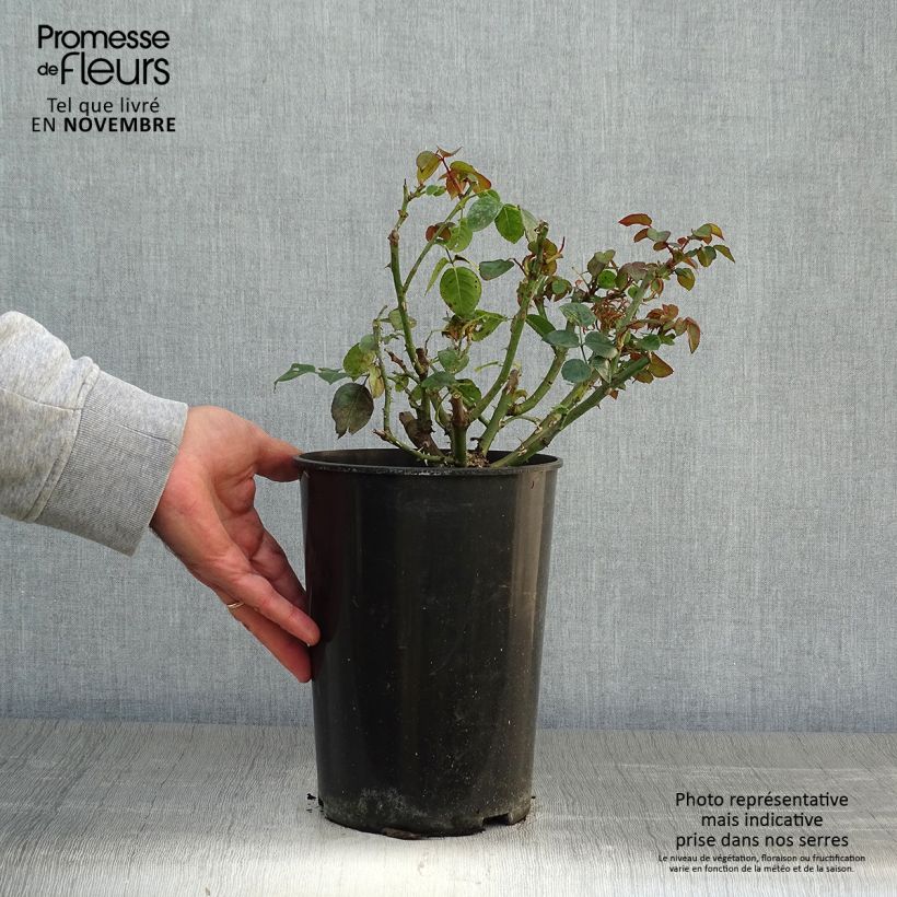 Spécimen de Rosier grimpant Penny Lane Pot de 4L/5L tel que livré en automne