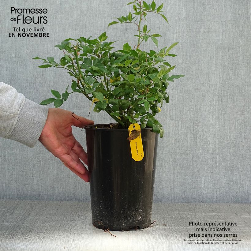 Spécimen de Rosier grimpant Perennial Blue Pot de 4L/5L tel que livré en automne