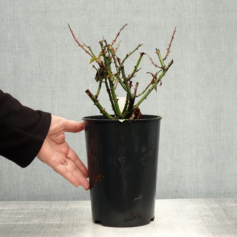 Spécimen de Rosier grimpant Pink Cloud Pot de 4L/5L tel que livré en automne