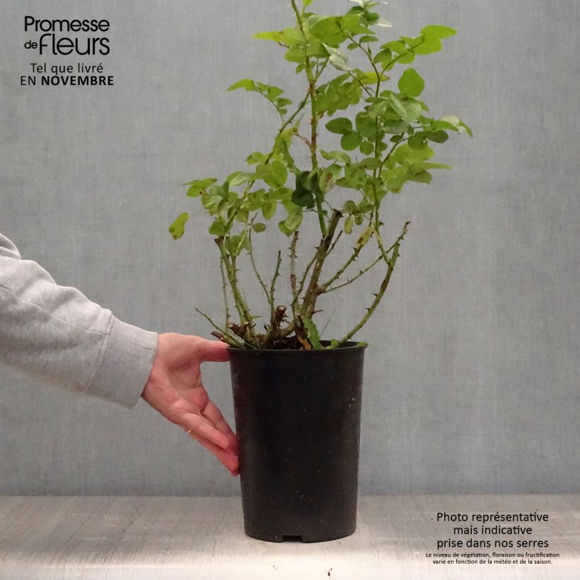 Spécimen de Rosier grimpant Polka Pot de 4L/5L tel que livré en automne