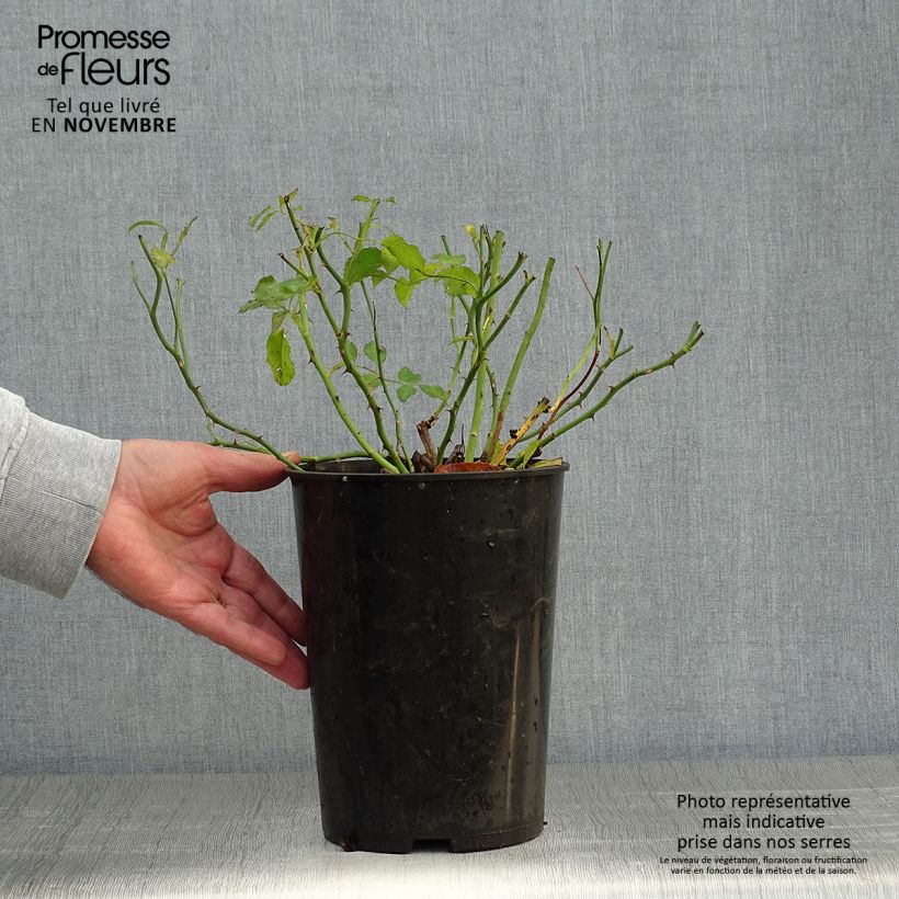 Spécimen de Rosier grimpant Rambling Rosie Pot de 4L/5L tel que livré en automne