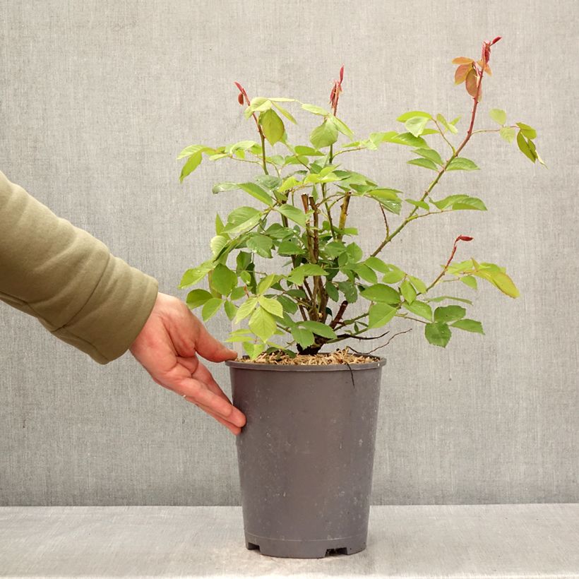 Spécimen de Rosier grimpant Roi de Siam Pot de 4L/5L tel que livré au printemps