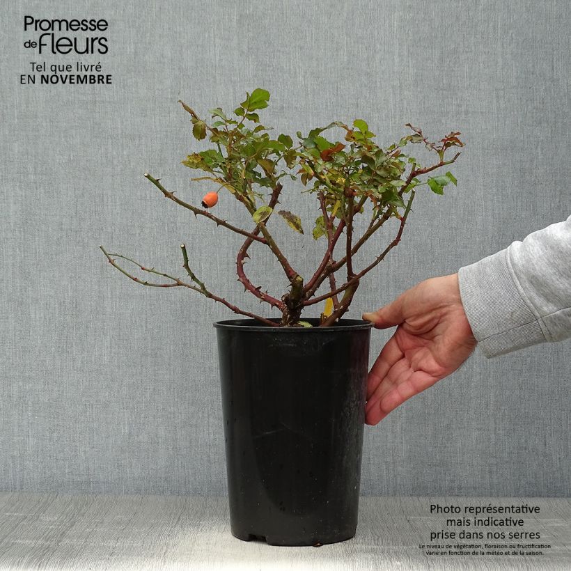Spécimen de Rosier grimpant Rosarium Uetersen Pot de 4L/5L tel que livré en automne