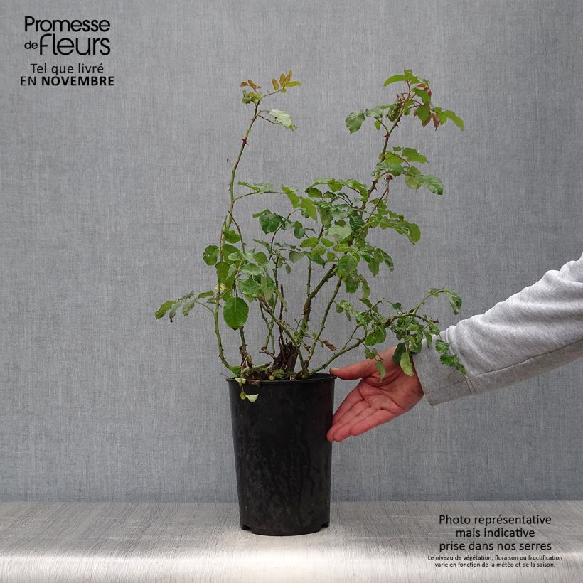 Spécimen de Rosier grimpant Rose de Tolbiac Pot de 4L/5L tel que livré en automne