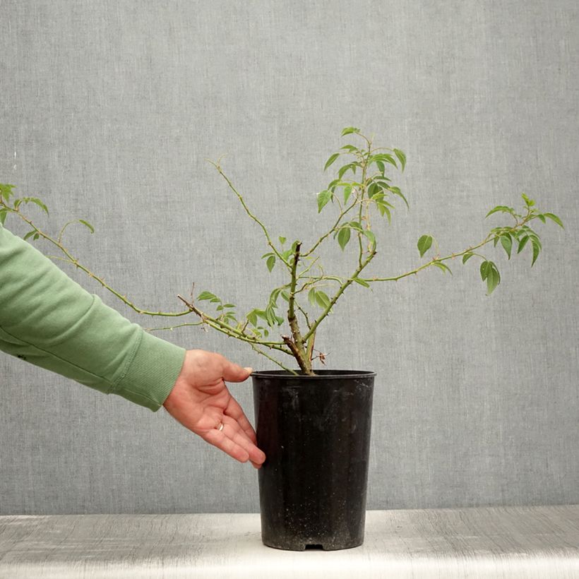 Spécimen de Rosier grimpant Seagull Pot de 4L/5L tel que livré en été