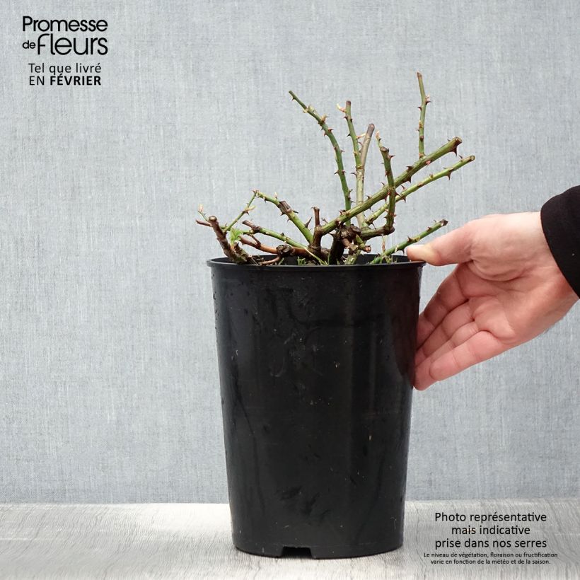 Spécimen de Rosier grimpant Seagull Pot de 4L/5L tel que livré en hiver