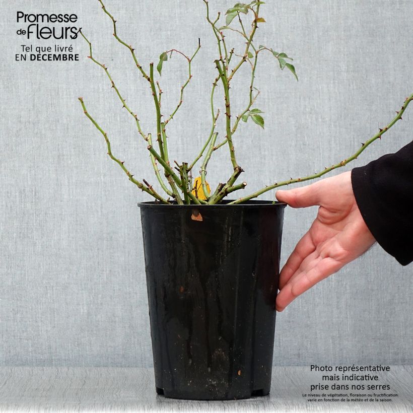 Spécimen de Rosier grimpant Siluetta Crimson Pot de 4L/5L tel que livré en automne