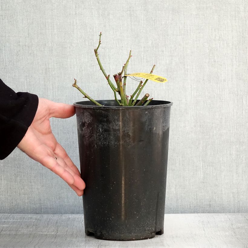 Spécimen de Rosier grimpant Siluetta Crimson Pot de 4L/5L tel que livré en hiver