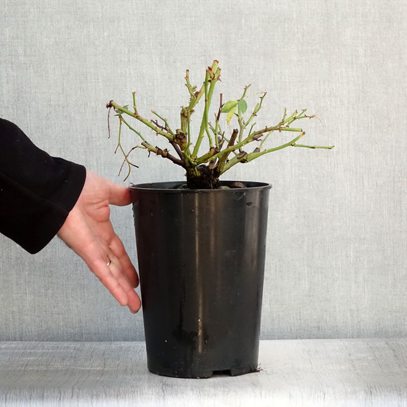 Spécimen de Rosier grimpant Siluetta Lavender Pot de 4L/5L tel que livré en hiver