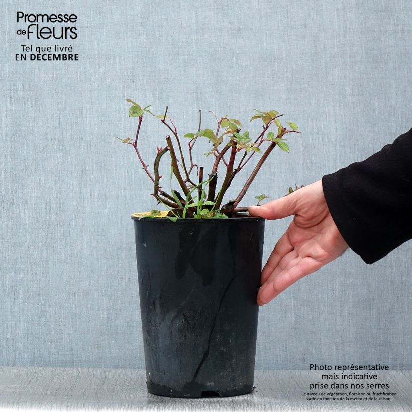 Spécimen de Rosier grimpant Siluetta Romantic Pot de 4L/5L tel que livré en automne