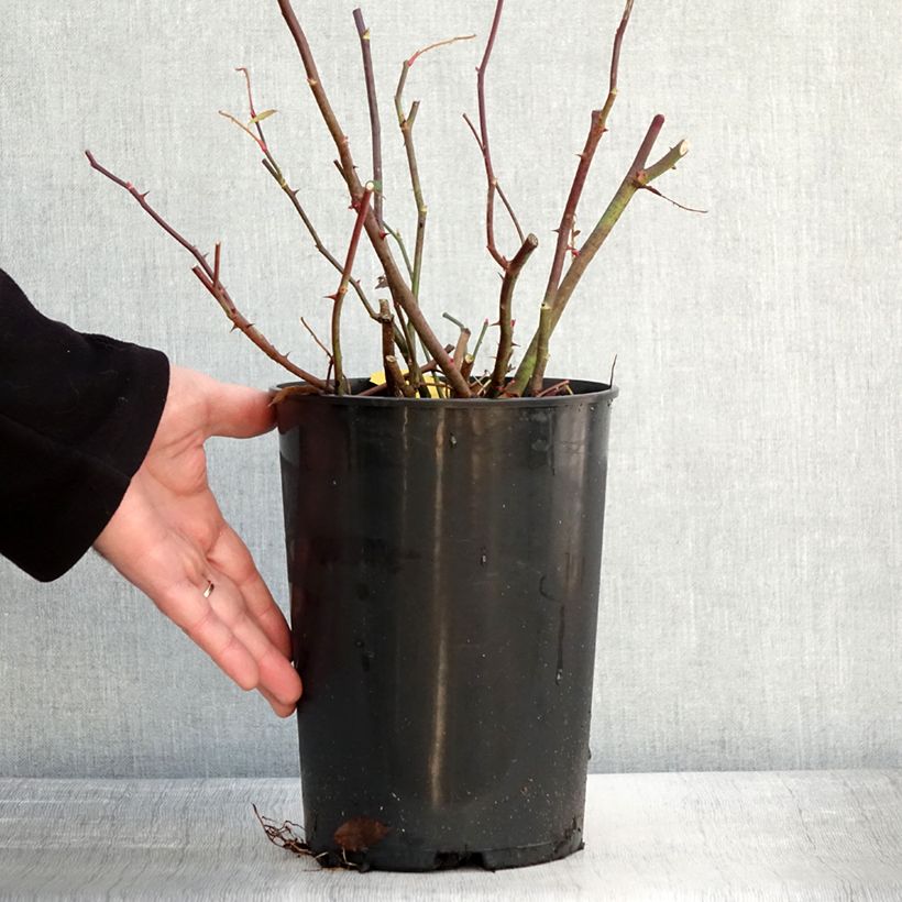 Spécimen de Rosier grimpant Siluetta Romantic Pot de 4L/5L tel que livré en hiver
