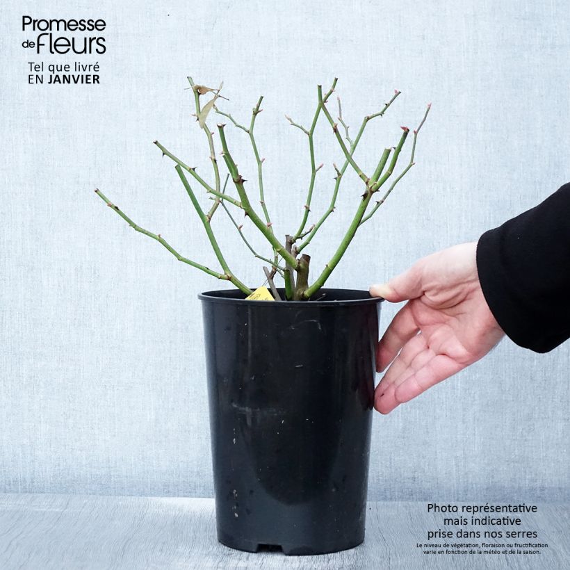 Spécimen de Rosier grimpant Siluetta Sunny Pot de 4L/5L tel que livré en hiver