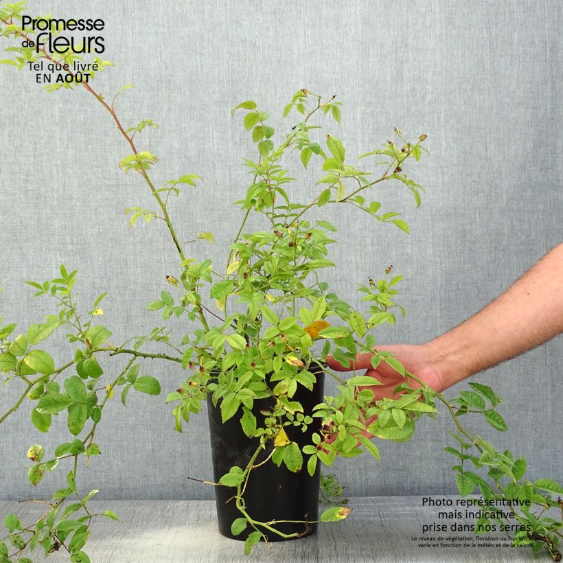 Spécimen de Rosier grimpant Siluetta Sweet Pot de 4L/5L tel que livré en été