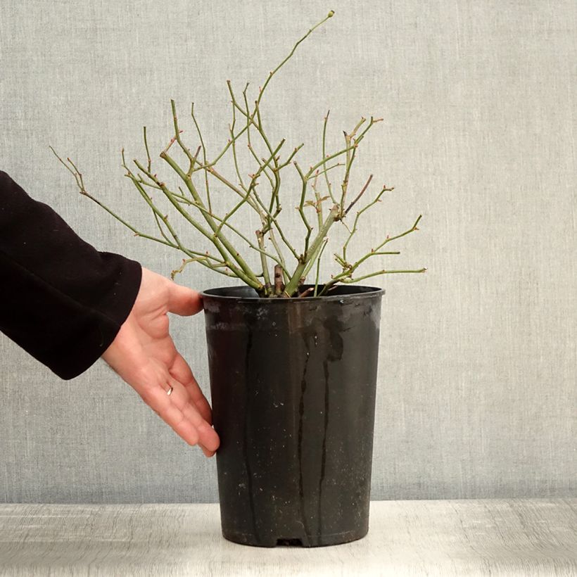 Spécimen de Rosier grimpant Siluetta Sweet Pot de 4L/5L tel que livré en hiver